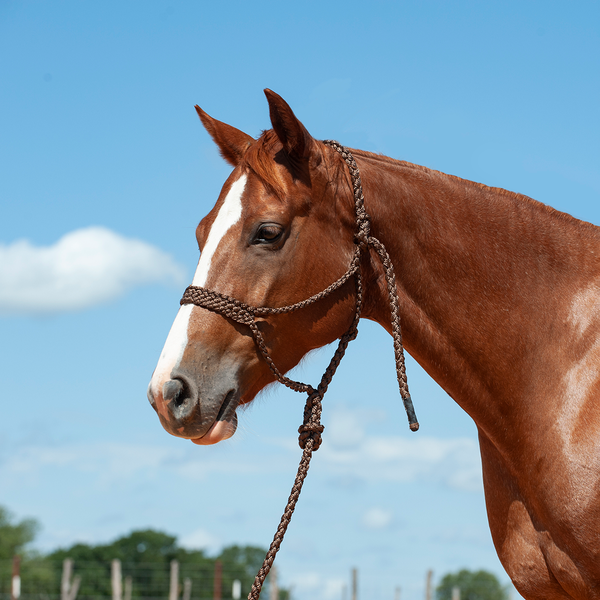 Brown Flat Braid Halter with Lead