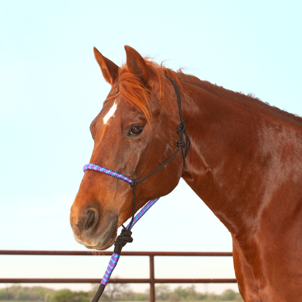 Classic Equine HALTER18TQPR Rope Halter with Lead