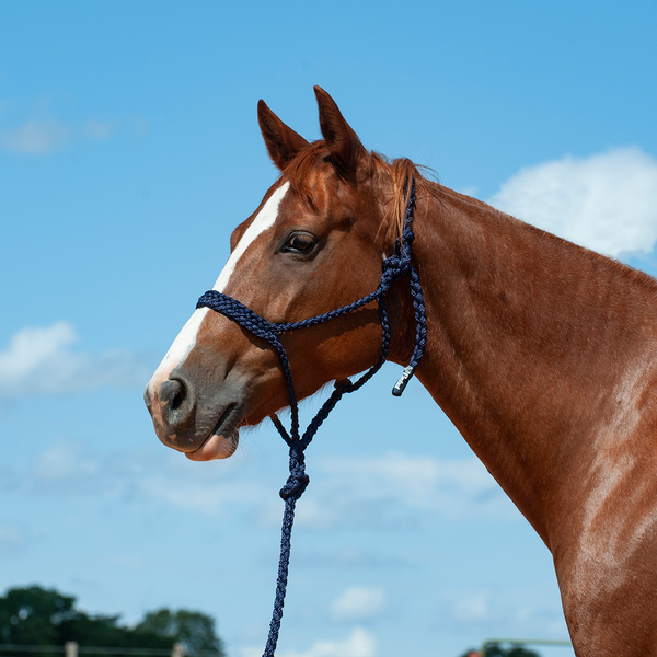 Navy Flat Braid Halter with Lead