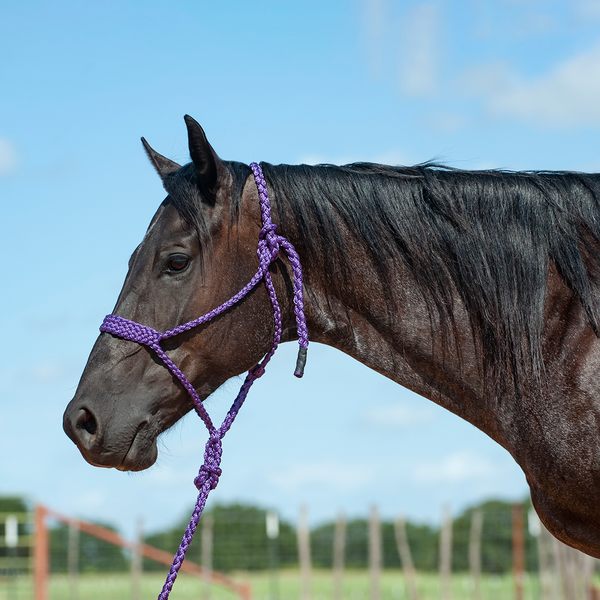 Purple Flat Braid Halter with Lead