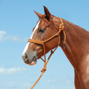 Copper Flat Braid Halter with Lead