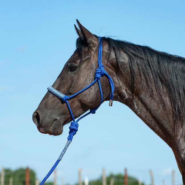 Blue string halter with flat braided noseband and attached lead rope