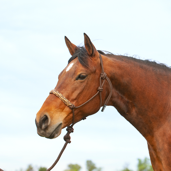 Brown string halter with flat braided noseband and attached lead rope
