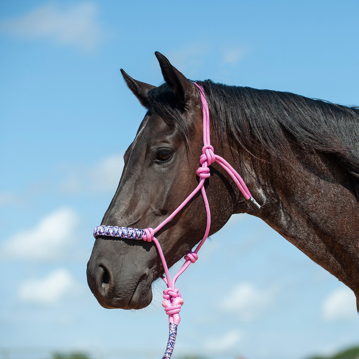 Pink string halter with flat braided noseband and attached lead rope