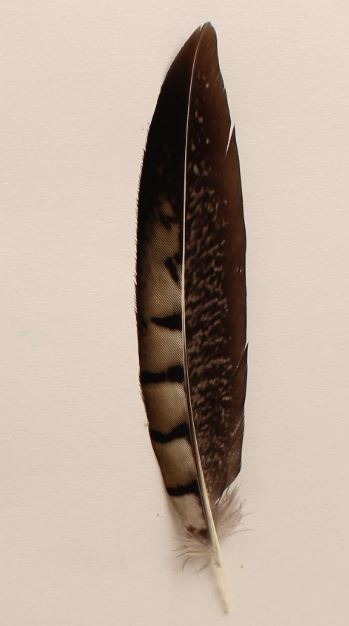 02862 Hat Trim Dark Colored Feather