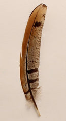 02866 Hat Trim Light Colored Feather